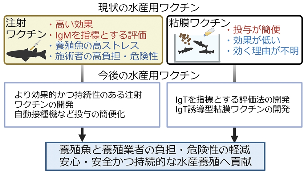 ■図2 抗体を活用した水産用ワクチンの現状と今後