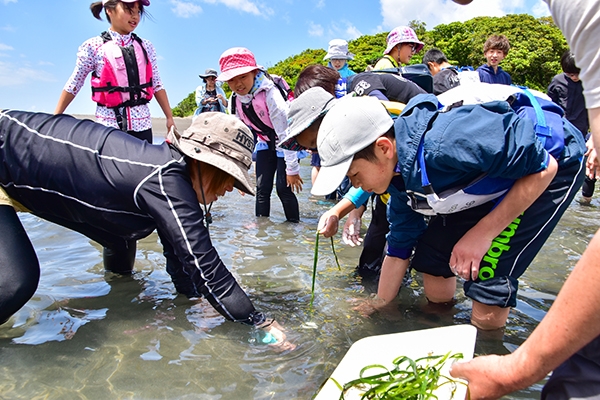 アマモを移植している様子