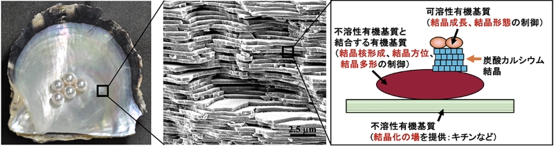 海洋生物のミネラリゼーションと脱炭素 | Ocean Newsletter