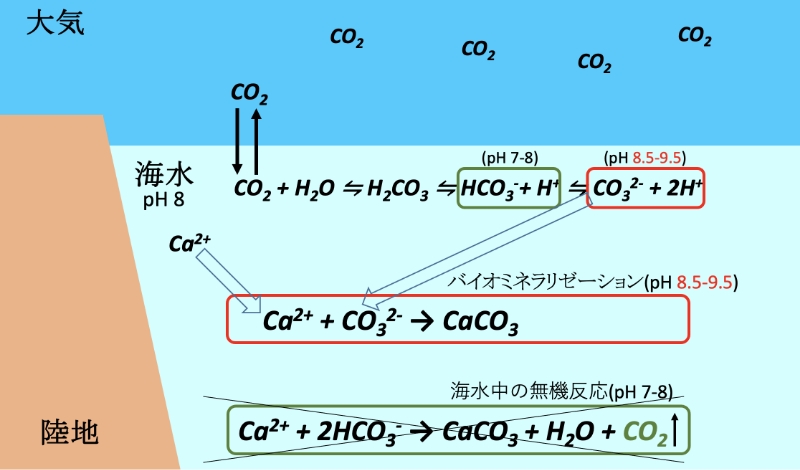 ■図2 海水中の無機反応と生体内のバイオミネラリゼーションの違い