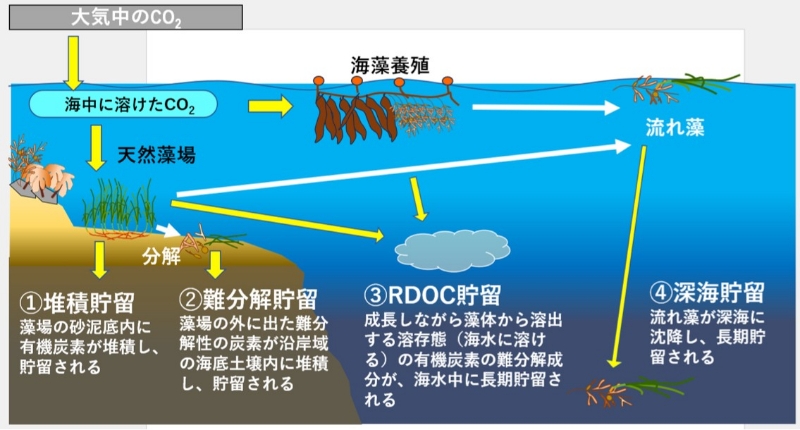 ■図1 海草・海藻藻場による4つのCO2貯留プロセス