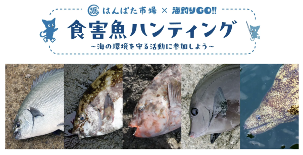 ■図2　食害魚を電子地域通貨「サンセットコイン」で買い取る取り組み