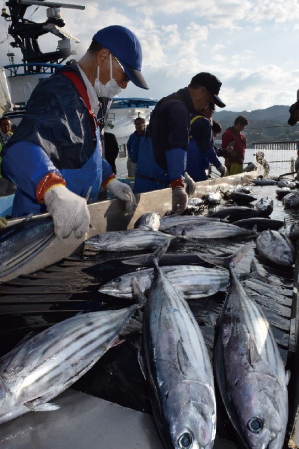 気仙沼魚市場のカツオ水揚の様子(三陸新報社提供)
