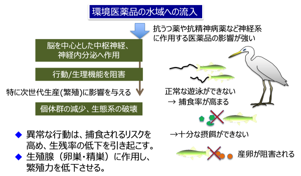 ■図2　環境医薬品による魚類への影響、生態系への影響