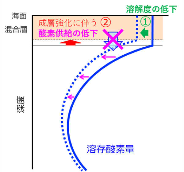 ■図1　貧酸素化メカニズムの模式図