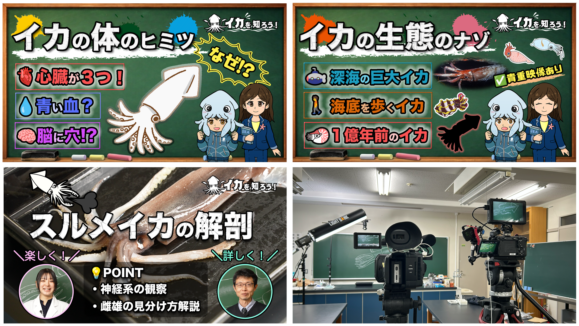 イカを知ろう!