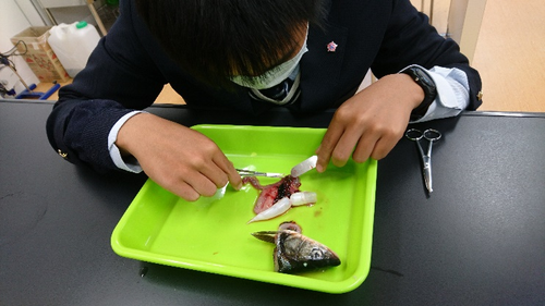 魚類の混食ゴミの調査