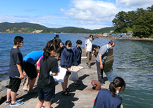 陸奥湾におけるプラスチックゴミおよびマイクロプラスチックの現状と海水棲生物への影響について