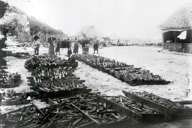 Workers drying bonito in Uotsuri Island after incorporation of the territory  Photo provided Ms.Hanako KOGA, in the posession of the Naha City Museum History